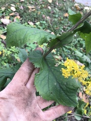 Solidago auriculata