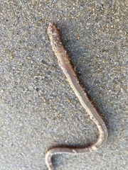 Phyllodocida