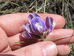 Astragalus cruckshanksii