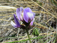 Astragalus cruckshanksii