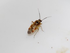 Orthops forelii