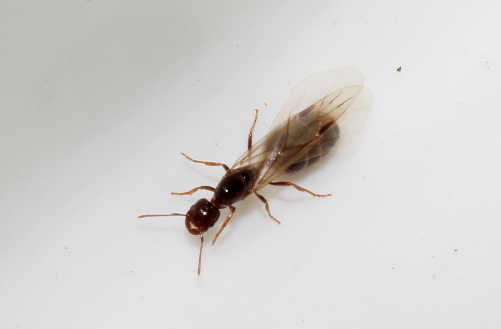 Trichomyrmex perplexus