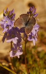Pseudophilotes vicrama