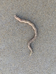 Phyllodocida