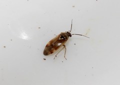 Orthops forelii