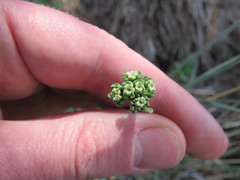 Valeriana clarionifolia