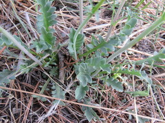 Valeriana clarionifolia