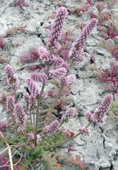 Psylliostachys spicata