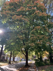 Acer saccharum