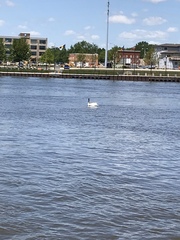 Pelecanus erythrorhynchos