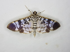 Pilocrocis sororalis