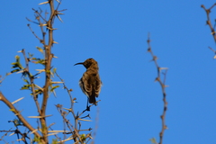 Cinnyris chalybeus albilateralis