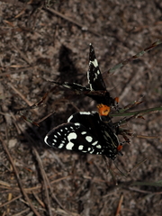 Periscepta polysticta