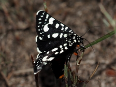 Periscepta polysticta