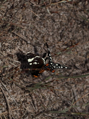 Periscepta polysticta