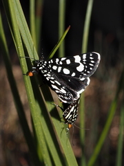Periscepta polysticta