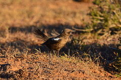 Myrmecocichla formicivora