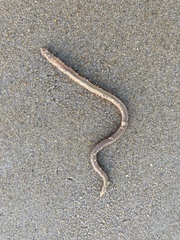 Phyllodocida