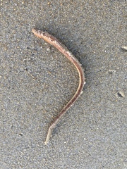 Phyllodocida