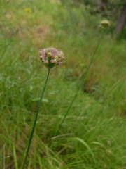 Allium validum