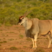 Cape Eland - Photo (c) David Renoult, some rights reserved (CC BY-NC), uploaded by David Renoult