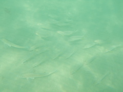 Umbrina roncador