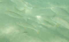 Umbrina roncador