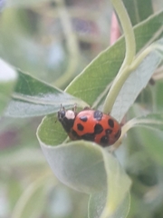 Harmonia axyridis