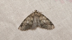 Tephronia lhommaria