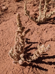 Halogeton