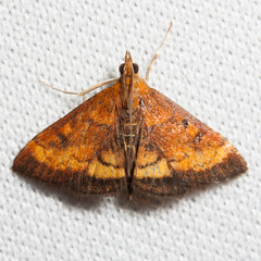 Pyrausta rubricalis