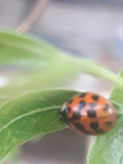 Harmonia axyridis