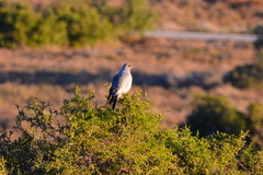Melierax canorus canorus
