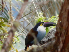 Andigena nigrirostris