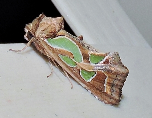 Green-blotched Moth