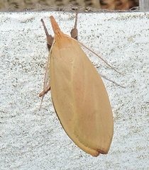 Wingia rectiorella