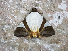 Eulepidotis argyritis