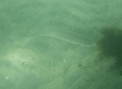 Menticirrhus undulatus