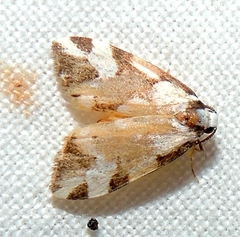 Thallarcha staurocola