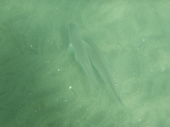 Menticirrhus undulatus