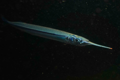 Hyporhamphus ihi