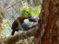 Andigena nigrirostris