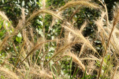 Aristida spiciformis