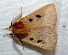 Anthela ocellata