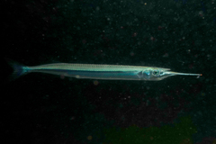 Hyporhamphus ihi