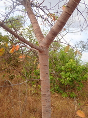 Hancornia speciosa