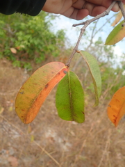 Hancornia speciosa