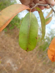 Hancornia speciosa
