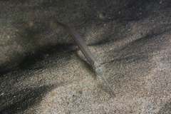 Hyporhamphus ihi