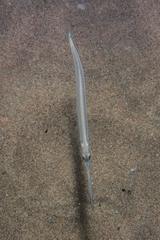 Hyporhamphus ihi